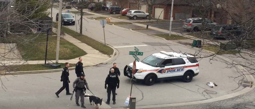 York Regional Police in an intersection with police dog and police SUV.