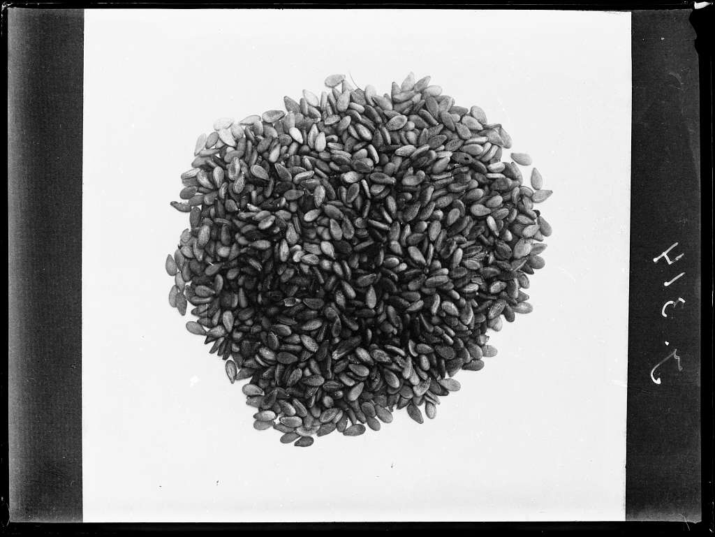 "Seeds" by Frank Scholten