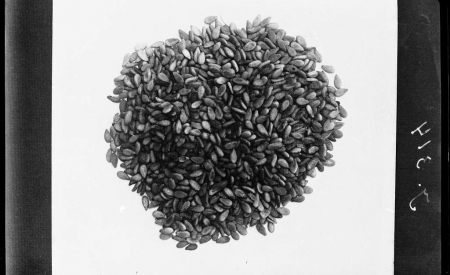 "Seeds" by Frank Scholten